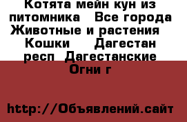 Котята мейн-кун из питомника - Все города Животные и растения » Кошки   . Дагестан респ.,Дагестанские Огни г.